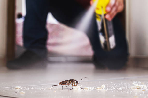 Best Wasp Removal Services  in New Canaan, CT
